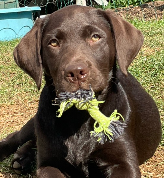 Puppy Training Classes